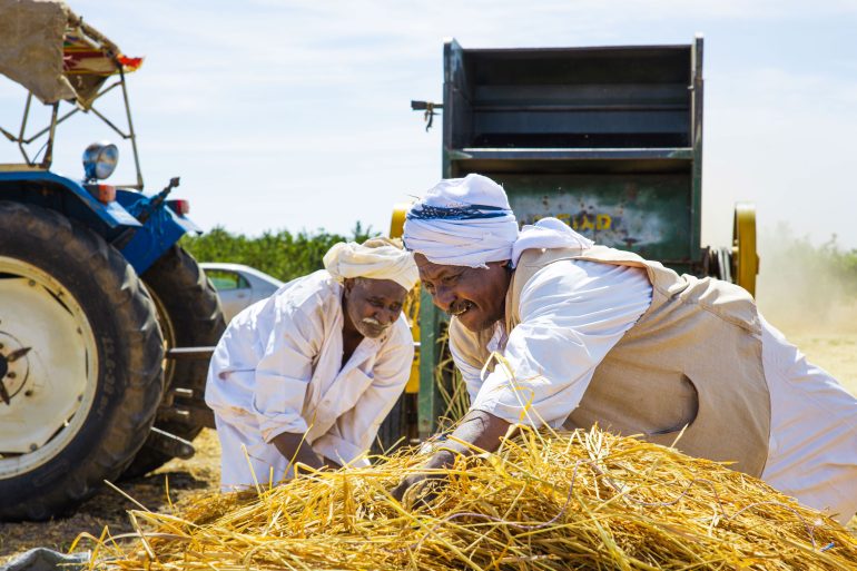 Farmers gather rice panicles into bundles before lifting them toward the threshing machine, Al-Alyab agricultural project, River Nile State, Sudan, January 2026. ©FAO / Shuaib Shamrouk