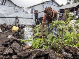 Today, nearly one in four Congolese are struggling to meet their basic food needs. ©FAO/Alessandra Benedetti