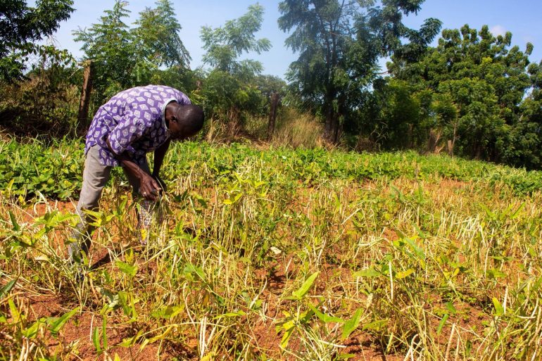 Northern farmers reap benefits of early-maturing Songotra-T cowpea variety