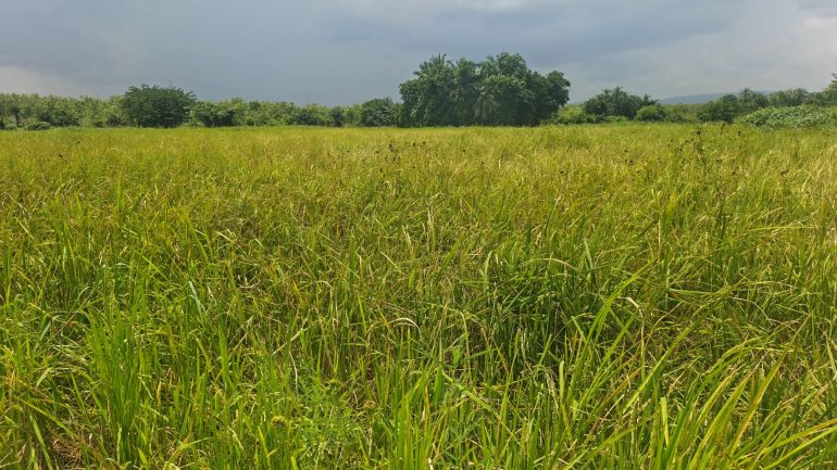 Quality, not bans, will end Ghana’s rice imports – Ghana Rice Federation