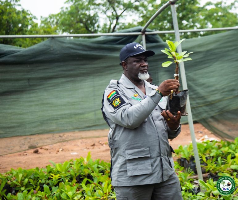 TCDA orders use of certified tree crop seedlings from July 3