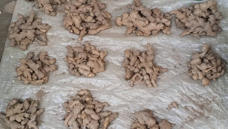 Kadjebi traders struggle as ginger prices hit GHS5,000 per bag