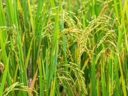 rice