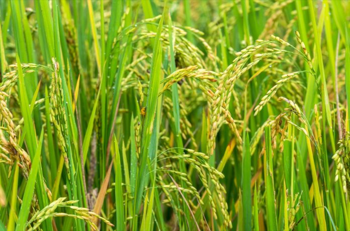 rice rice