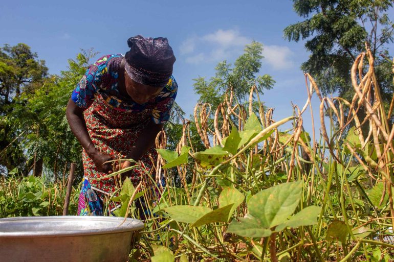 Demand soars for Songotra-T Cowpea two years after release