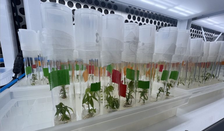 IAEA offers Ghana support to develop drought and heat resistant crops