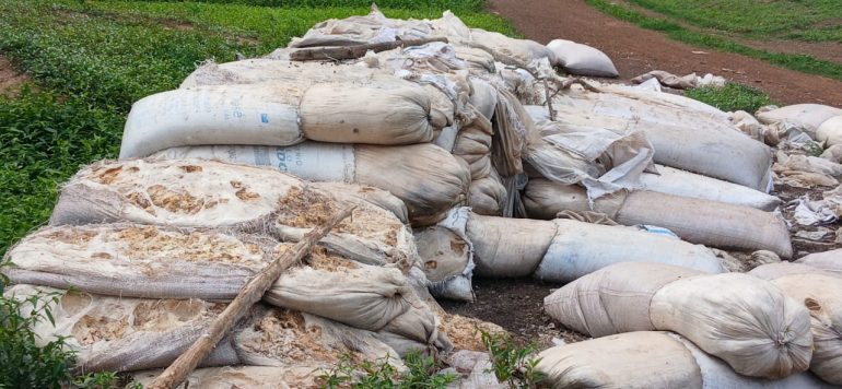 Unsold cassava dough leaves Oti producers counting heavy losses