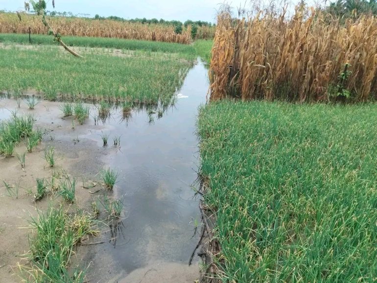 Floodwaters submerge farmlands in Volta Region