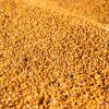 Maize for processing in Ukraine. ©FAO/Anastasiia Borodaienko
