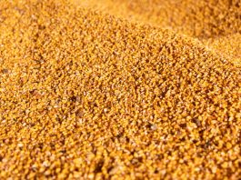 Maize for processing in Ukraine. ©FAO/Anastasiia Borodaienko