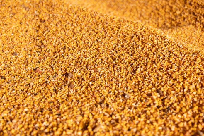 Maize for processing in Ukraine. ©FAO/Anastasiia Borodaienko