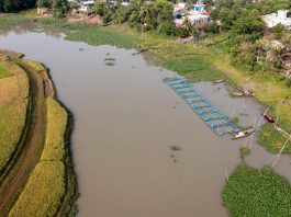 Fish farmers harvest fish from floating cages in Nasirnagar, Bangladesh, under a GEF-supported project implemented by FAO and the Government. ©FAO/Saikat Mojumder
