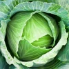 cabbage