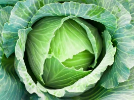 cabbage