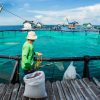 Aquatic animal production from aquaculture topped 100 million tonnes for the first time in 2024, according to FAO’s latest State of World Fisheries and Aquaculture report. ©FAO/David Hogsholt