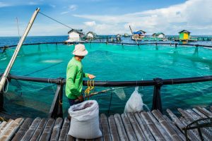Aquatic animal production from aquaculture topped 100 million tonnes for the first time in 2024, according to FAO’s latest State of World Fisheries and Aquaculture report.©FAO/David Hogsholt