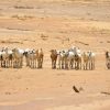 Oromia region of Ethiopia, Bule-Gola village following the five failed consecutive rain seasons. ©FAO/Michael Tewelde