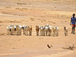 Oromia region of Ethiopia, Bule-Gola village following the five failed consecutive rain seasons. ©FAO/Michael Tewelde