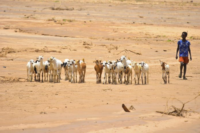 Oromia region of Ethiopia, Bule-Gola village following the five failed consecutive rain seasons. ©FAO/Michael Tewelde