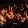The report finds that the global supply of TASF has risen rapidly since the 1960s, with poultry meat showing the most pronounced growth. ©FAO / Daniele Epifanio