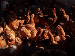 The report finds that the global supply of TASF has risen rapidly since the 1960s, with poultry meat showing the most pronounced growth. ©FAO / Daniele Epifanio