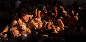 The report finds that the global supply of TASF has risen rapidly since the 1960s, with poultry meat showing the most pronounced growth.©FAO / Daniele Epifanio