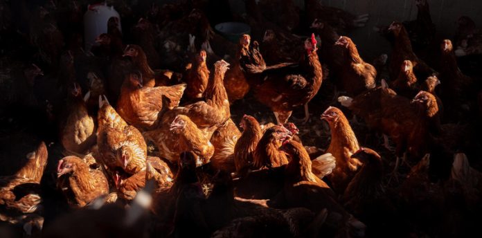 The report finds that the global supply of TASF has risen rapidly since the 1960s, with poultry meat showing the most pronounced growth. ©FAO / Daniele Epifanio