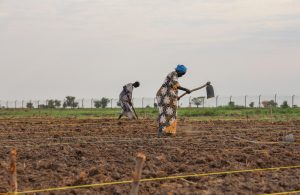 Farmers prepare rice nurseries under FAO Rice Scheme project in Aweil, South Sudan.©FAO / Adam Ibrahim