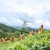 Women play vital roles at every stage of agrifood systems, yet they continue to face greater barriers in accessing land, resources, services, technologies, finance, and decision-making opportunities. ©FAO / Jean Baptiste Nkurunziza