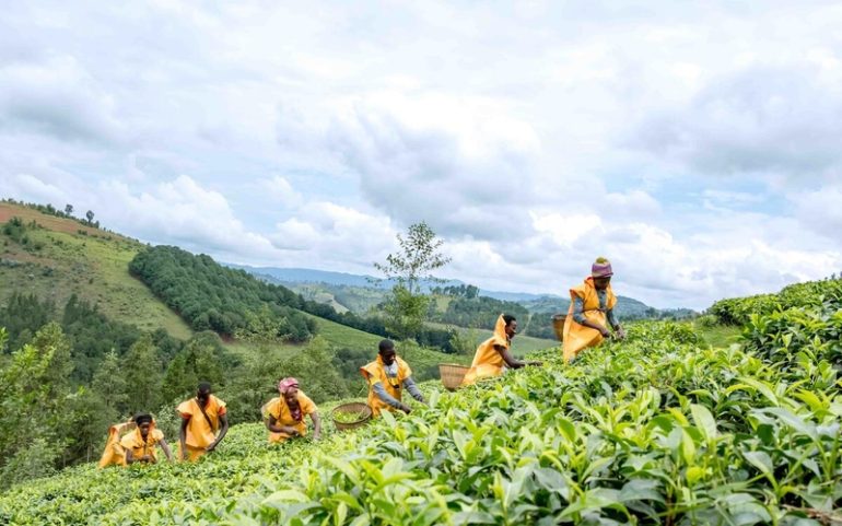 Women play vital roles at every stage of agrifood systems, yet they continue to face greater barriers in accessing land, resources, services, technologies, finance, and decision-making opportunities. ©FAO / Jean Baptiste Nkurunziza
