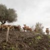 Cattle in Italy. ©FAO/Alessandro Penso