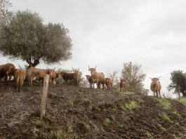 Cattle in Italy. ©FAO/Alessandro Penso