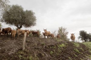 Cattle in Italy.©FAO/Alessandro Penso