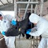 Veterinary workers at a farm in Kazakhstan. ©FAO/Mattia Romano