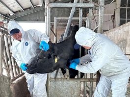 Veterinary workers at a farm in Kazakhstan. ©FAO/Mattia Romano