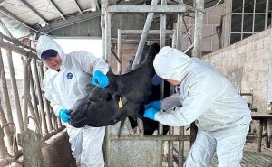 Veterinary workers at a farm in Kazakhstan.©FAO/Mattia Romano
