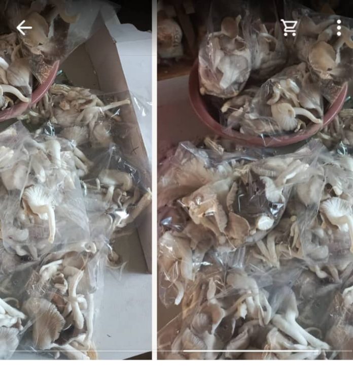 Feature Mushroom Cultivation