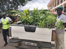 Oti Farmers to benefit from drought-resistant seedlings under agroforestry initiative