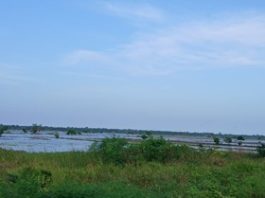 Floods wipe out over 200 acres of rice farms in Weta