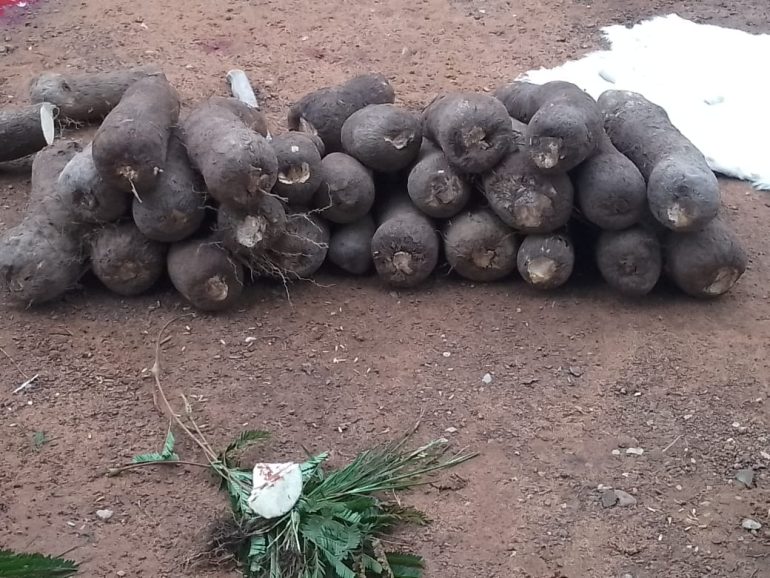 Farmers, traders welcome opening of Dambai’s 2026 new yam season