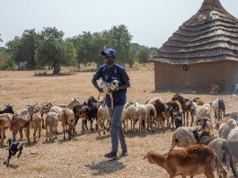 Goats and sheep are vaccinated in South Sudan against peste des petits ruminants. ©FAO/Mayak Akuot