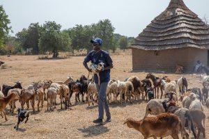 Goats and sheep are vaccinated in South Sudan against peste des petits ruminants.©FAO/Mayak Akuot