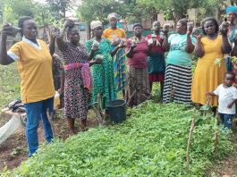 Iseguri Initiative introduces Chia cultivation to Nkwanta communities
