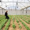 Farmer Asmaa Al-Masdar used the first $1 000 installment of conditional cash assistance from FAO and the Government of France to purchase agricultural inputs and cultivate vegetables on one dunum (0.1 hectare) of land in Deir Al Balah, Gaza Strip, April, 2026. The support contributes to restoring food production at-scale. ©FAO