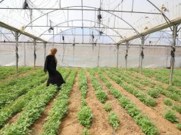 Over 81% of Gaza’s greenhouses remain damaged, FAO assessment finds Farmer Asmaa Al-Masdar used the first $1 000 installment of conditional cash assistance from FAO and the Government of France to purchase agricultural inputs and cultivate vegetables on one dunum (0.1 hectare) of land in Deir Al Balah, Gaza Strip, April, 2026. The support contributes to restoring food production at-scale. ©FAO