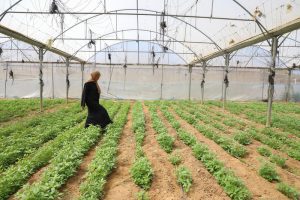 Farmer Asmaa Al-Masdar used the first $1 000 installment of conditional cash assistance from FAO and the Government of France to purchase agricultural inputs and cultivate vegetables on one dunum (0.1 hectare) of land in Deir Al Balah, Gaza Strip, April, 2026. The support contributes to restoring food production at-scale.©FAO