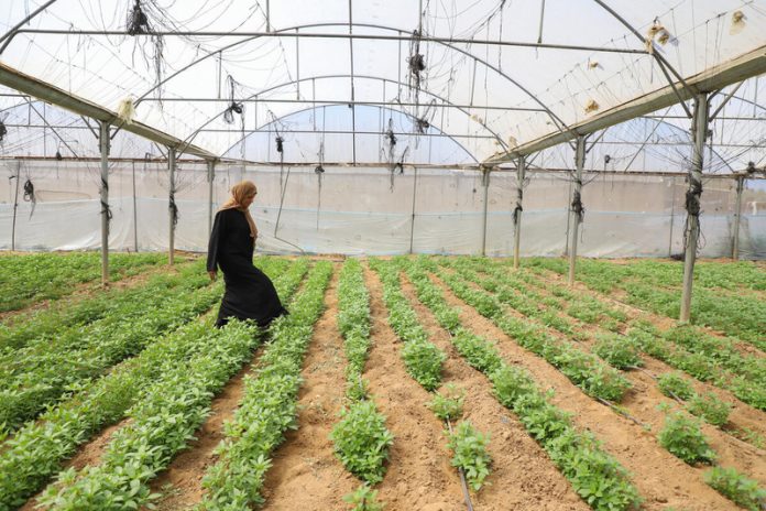 Farmer Asmaa Al-Masdar used the first $1 000 installment of conditional cash assistance from FAO and the Government of France to purchase agricultural inputs and cultivate vegetables on one dunum (0.1 hectare) of land in Deir Al Balah, Gaza Strip, April, 2026. The support contributes to restoring food production at-scale. ©FAO