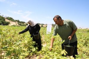 Farmers participate in cash assistance programme, Gaza Strip, 2026.©FAO