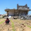 A farmer crouches between rows of crops in a field. Irrigation lines run along the rows, and a damaged building and debris are visible in the background, Gaza Strip, June, 2026. ©FAO