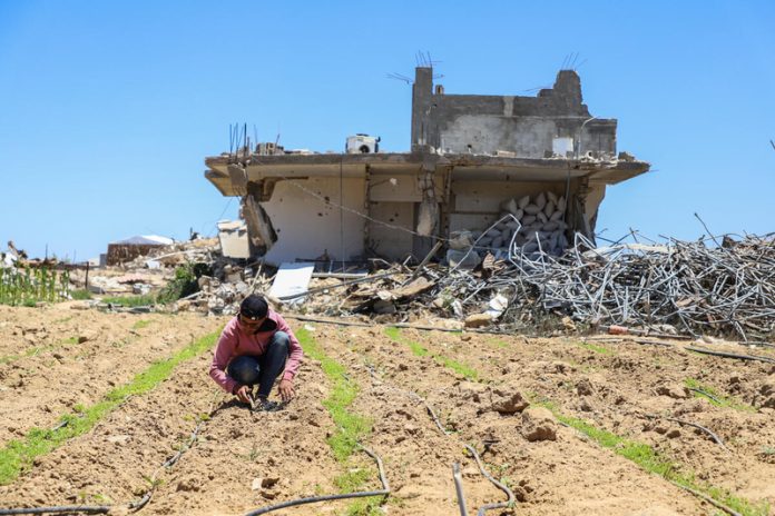 A farmer crouches between rows of crops in a field. Irrigation lines run along the rows, and a damaged building and debris are visible in the background, Gaza Strip, June, 2026. ©FAO